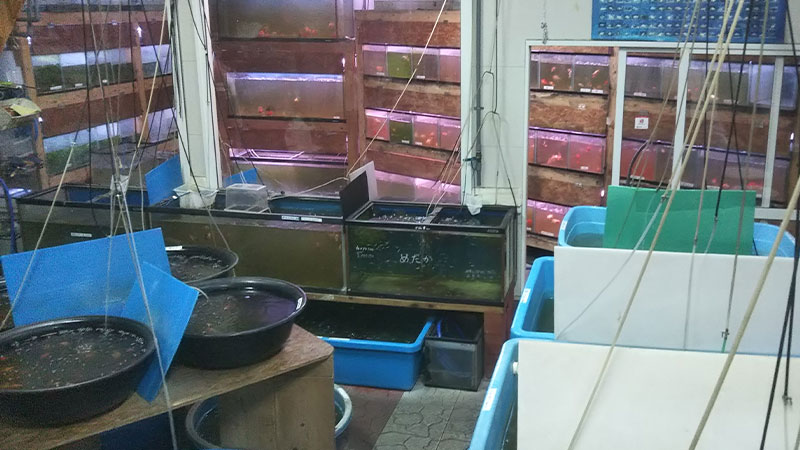 当店しかいない新種の金魚や琉金系・蘭鋳系・オランダ系・パステル系など数種類の金魚を取り扱っていますので、ご興味ある方は是非ご来店下さい。
